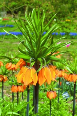 Fritillaria Persica Purple Favorite